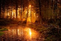 Laissez-vous emporter par la magie de la forêt musicale : découvrez les magnifiques lueurs du matin