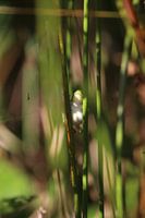 Baumfrosch in voller Ornat