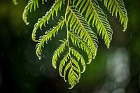 feuille de fougère sous la pluie feuille de fougère sous la pluie