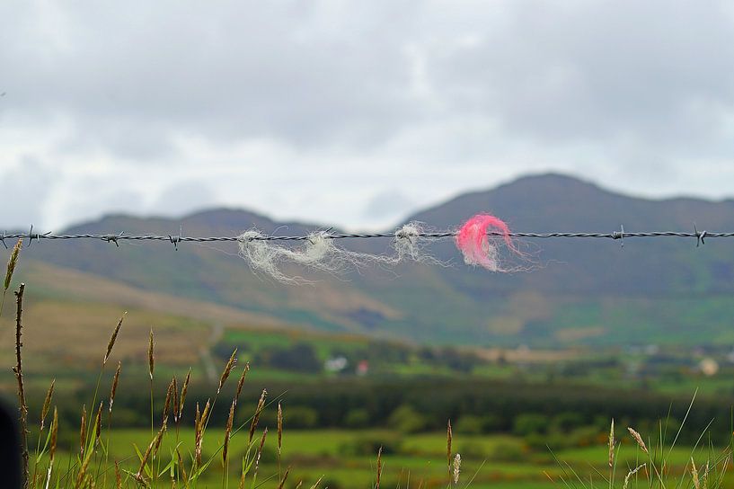 Ierland schapenwol par Elfriede de Jonge Boeree