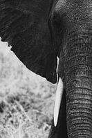 De stille waardigheid van de Afrikaanse olifant