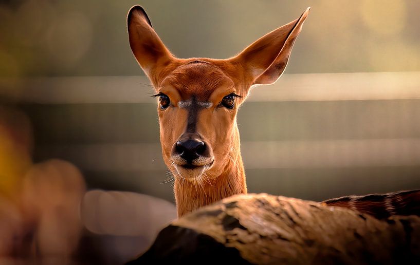 Cerf dans les bois, aspect peinture à l'huile par Marcel Kieffer