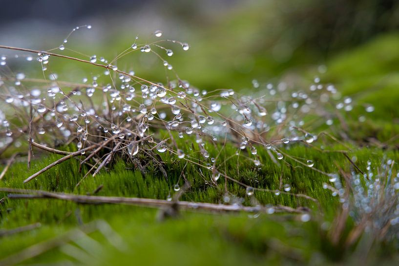 Morgentau auf einem Grashalm in der frühen Landschaft von Wekerom von Hans de Waay