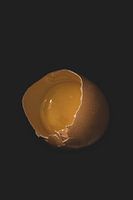 Egg
