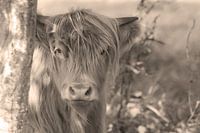 Schottischer Highlander Sepia