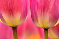 Tulpe Makro