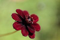 Close-up van Chocolate Cosmos