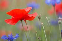 Le pouvoir du coquelicot