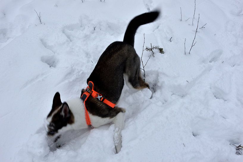 Si occupé à jouer par Christer Andersson