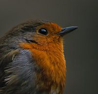 robin in the early morning light.