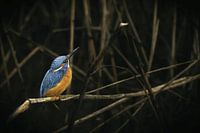 kingfisher between branches