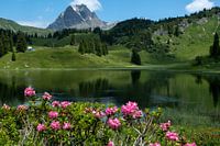 Almwiese in Österreich