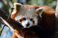 Rode Panda ligt op de loer