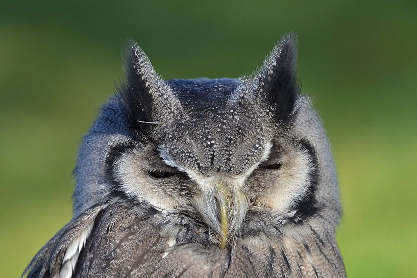 Uil by Frank de Ridder