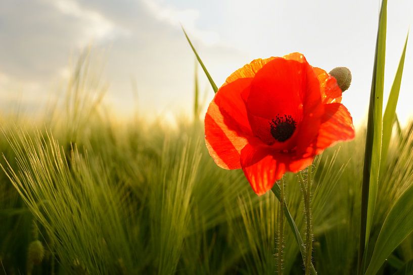 Mohn im Mais im letzten Sonnenlicht von Gonnie van de Schans