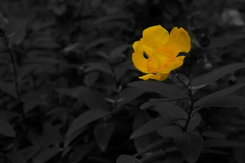 geel von sarp demirel