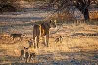Löwenmutter mit Jungtieren
