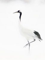 zwart en wit met een vleugje rood