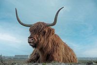 Vache écossaise Highlander