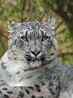 The Spirit of Himalaya