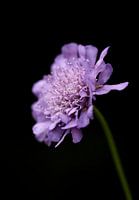 Millepertuis des champs - Knautia arvensis