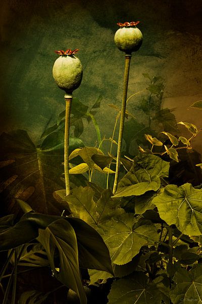 Casplantjes - Poppies by Cas Slagboom