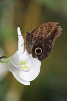Vlinder op een orchidee