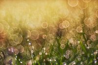 le soleil du matin et la rosée