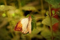 Halbweißer Schmetterling mit Bokeh