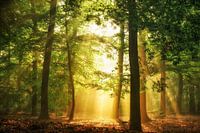 Hidden in plain sight