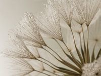 Simple calm: warm brown tones of a small piece of nature