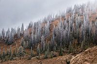 The first snow on Monarch Pass