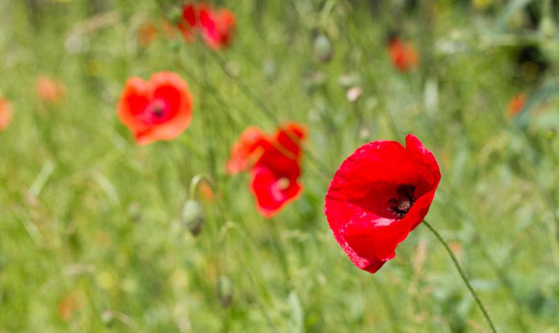 Poppies! by Niels Eric Fotografie
