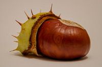 Kastanje met bolster