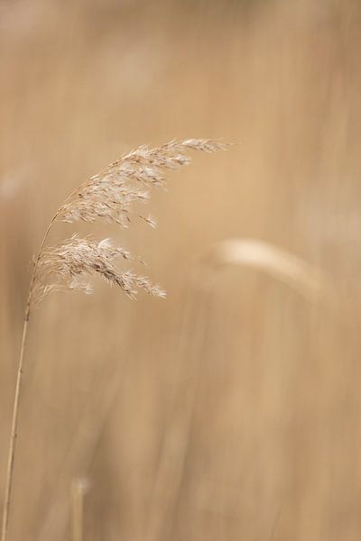 herbe dans le vaste paysage | photo nature rurale par Karijn | Fine art Natuur en Reis Fotografie
