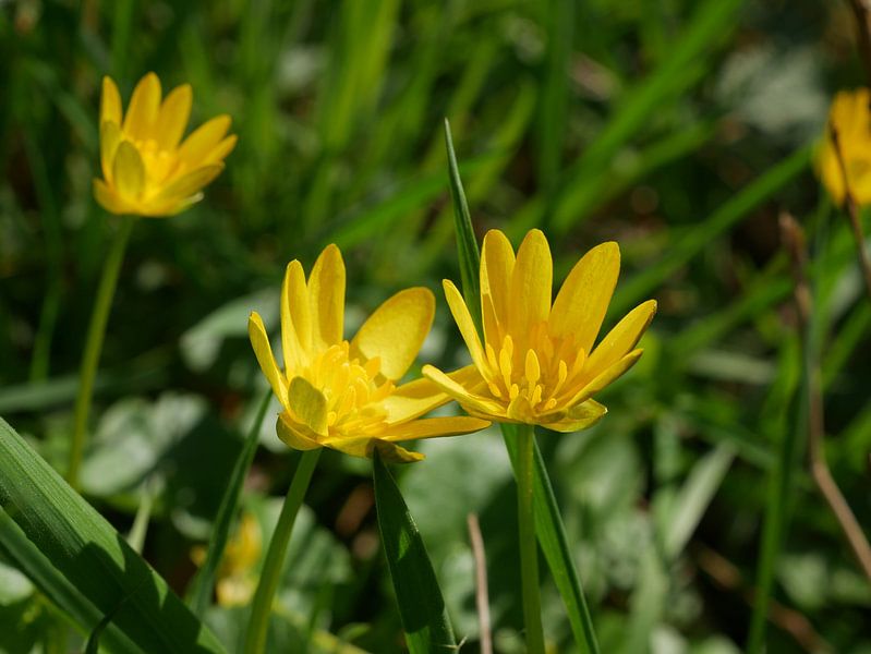 flowering yellow spearmint by Wim vd Neut