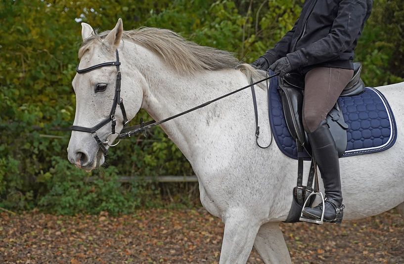Photo shooting with white horse in a window of the riding stable by Babetts Bildergalerie