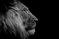 Löwenkopf schwarz und weiß