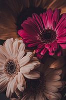 Still life Gerbera