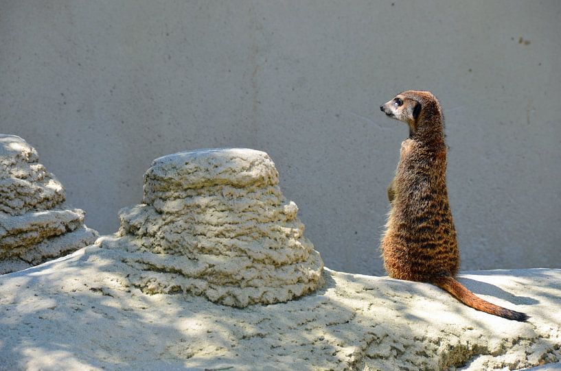 Stokstaartje par Martijn Alexander