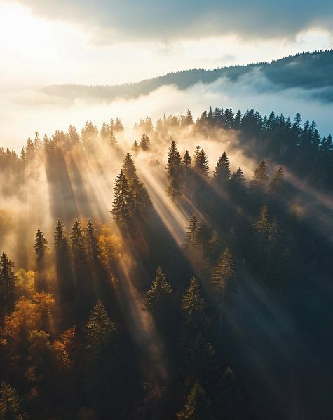 Autumn forest at sunrise by fernlichtsicht