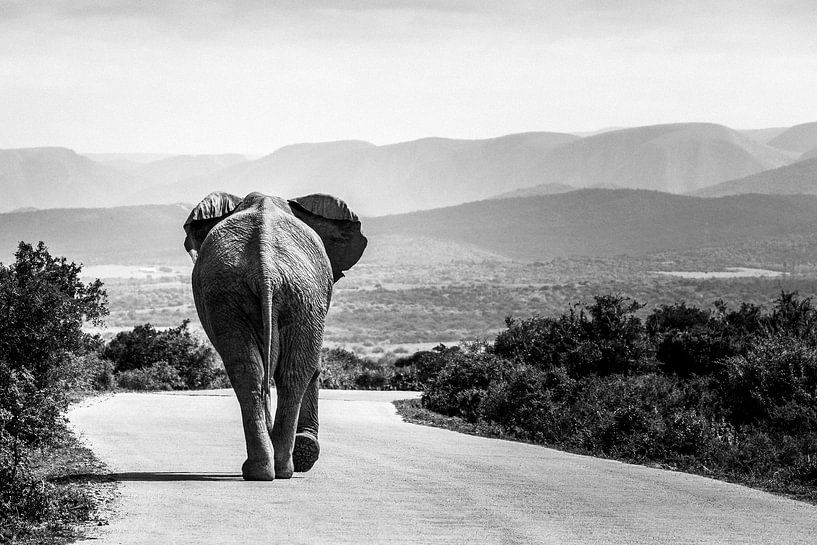 Elefant überquert die Straße von Carmen de Bruijn