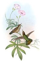 Lila-Sailed Avocet, John Gould