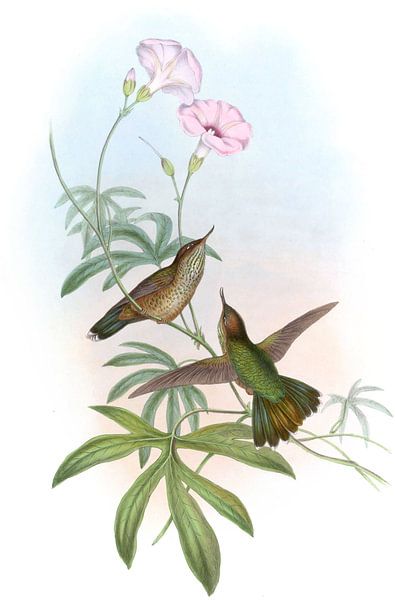 Avocet à queue violette, John Gould par Hummingbirds