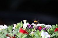 Bumblebee on my planter with petunias