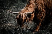 Porträt Schottischer Highlander