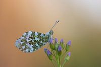 Orange tip