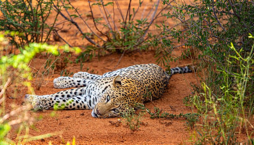 Leopard in the savannah after a meal - Namibia by Fototante