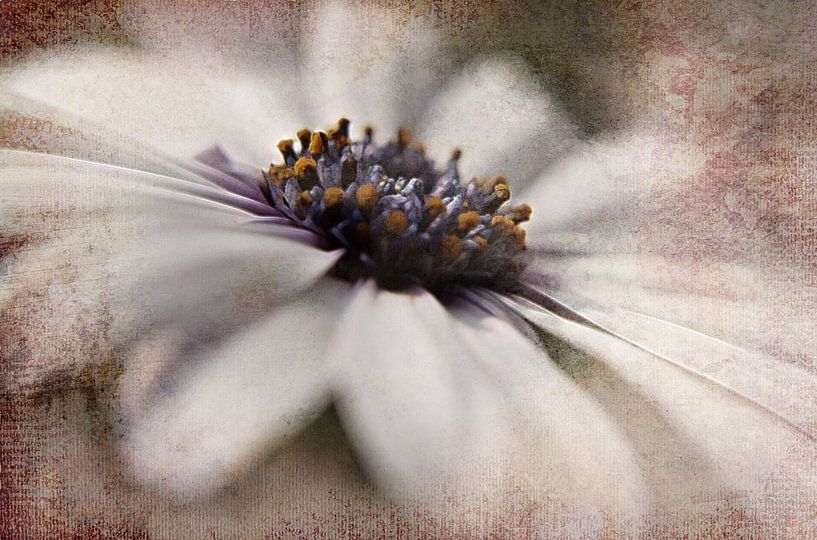 Floral White by Claudia Gründler