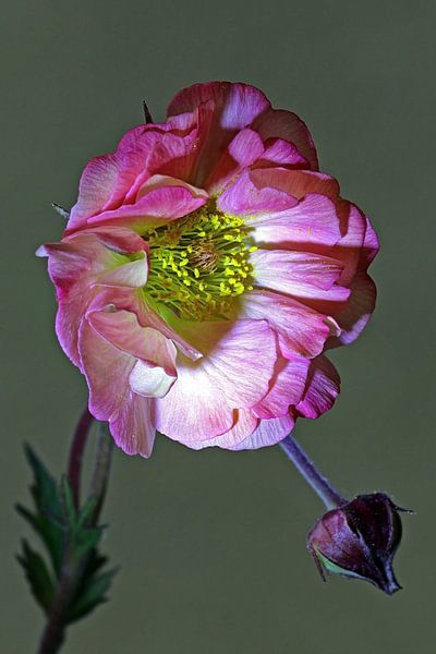Little flower by Gerhard Albicker